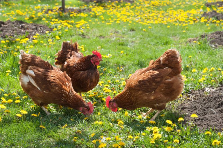 Elever Des Poules Dans Son Jardin Oum Naturel 